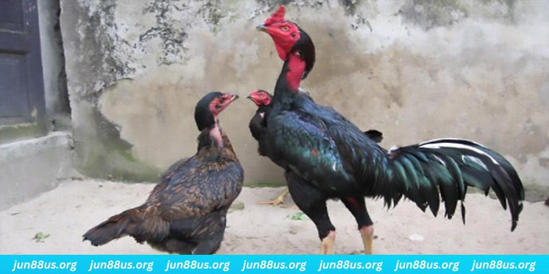 five88 vin casino hồ tràm có cho người việt vào không